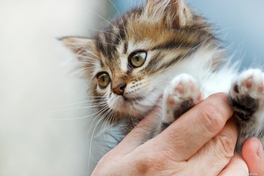 Master the Art of Cat Handling: A Proven Step‑by‑Step Guide