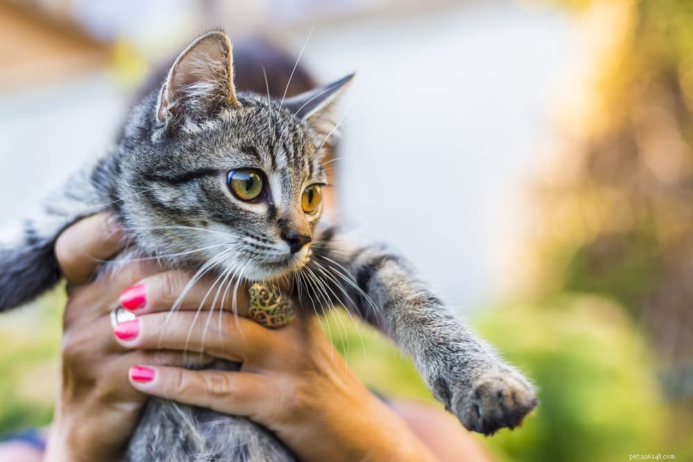 Master the Art of Cat Handling: A Proven Step‑by‑Step Guide