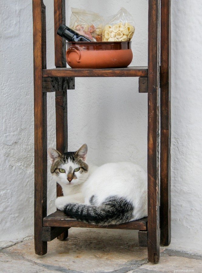 What Causes a Cat to Stop Jumping? Signs of Health Issues and How to Help
