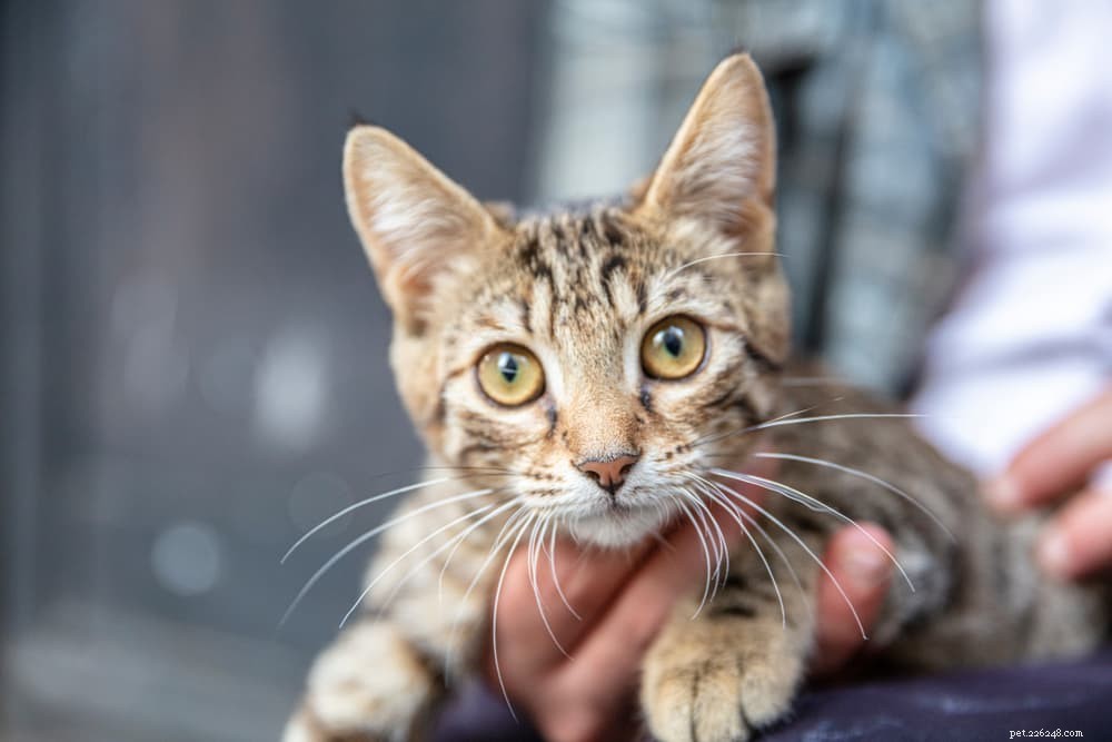 Understanding Cat Head Bobbing: Causes, When to Worry, and Vet Tips