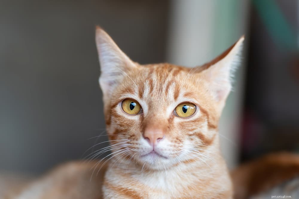 Understanding Cat Head Bobbing: Causes, When to Worry, and Vet Tips