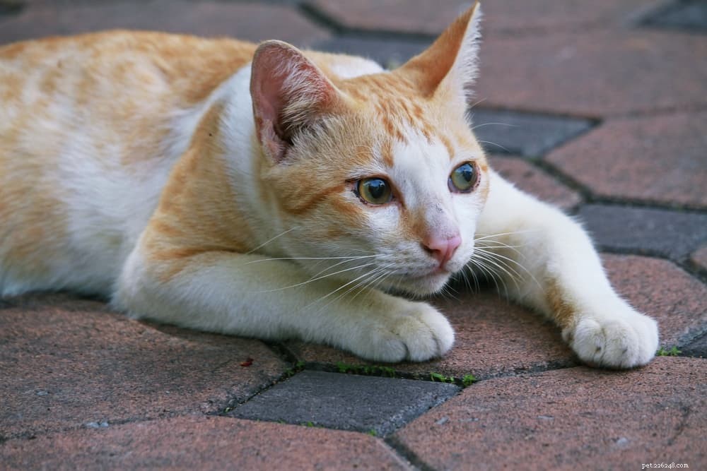 Understanding Cat Head Bobbing: Causes, When to Worry, and Vet Tips