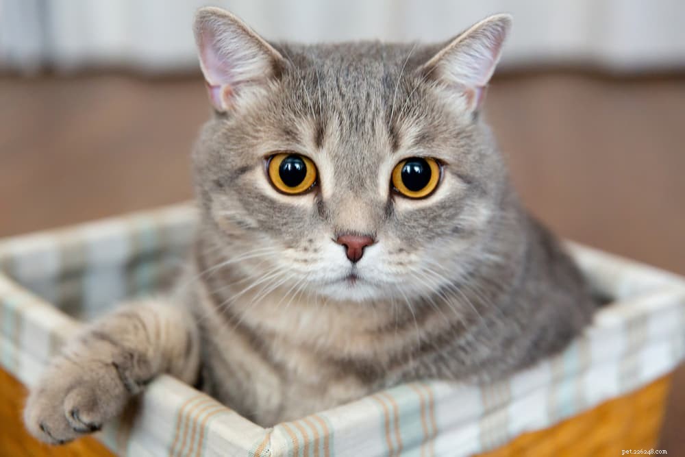 Understanding Cat Head Bobbing: Causes, When to Worry, and Vet Tips