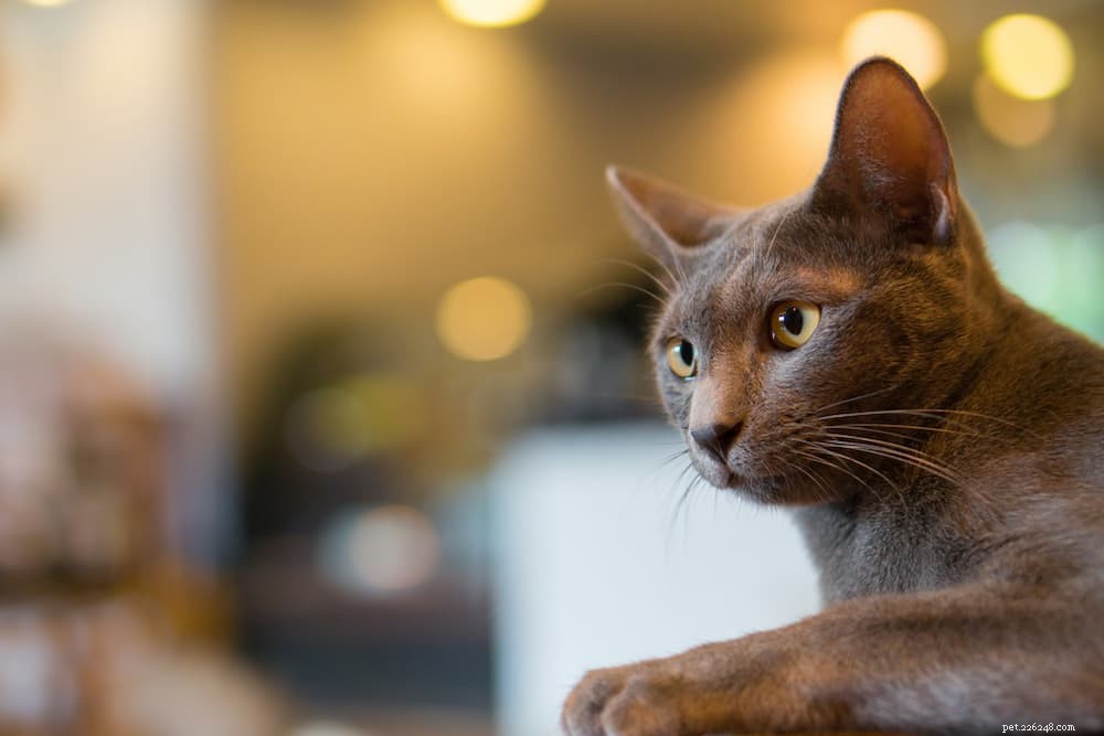 Understanding Cat Head Bobbing: Causes, When to Worry, and Vet Tips
