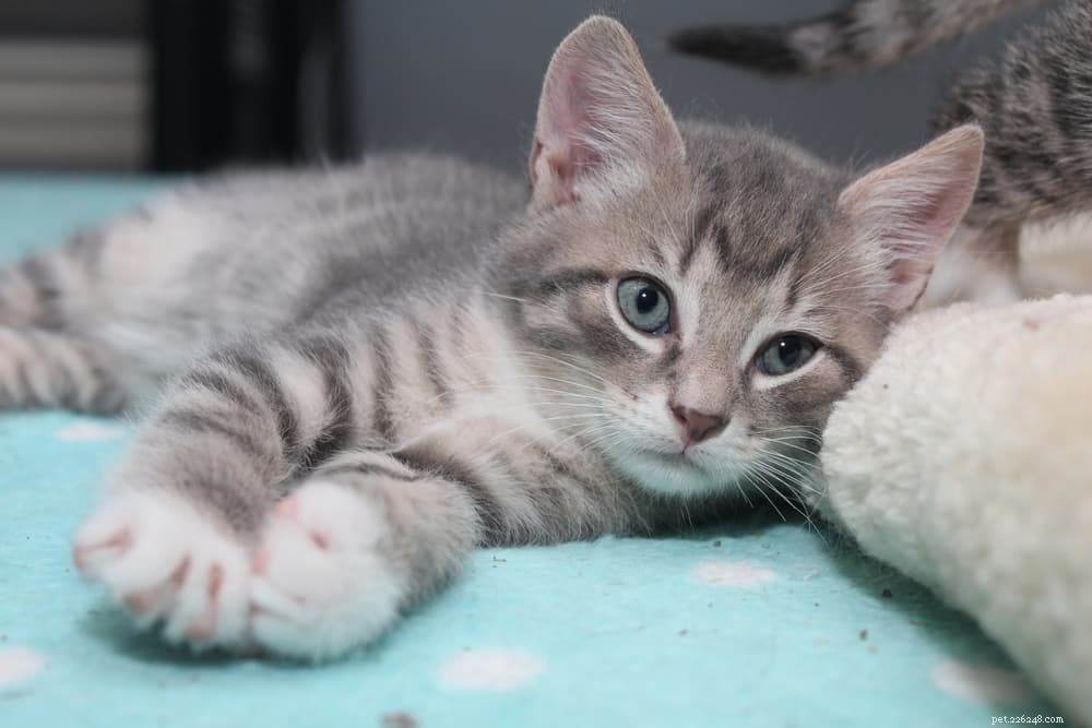 Understanding Cat Head Bobbing: Causes, When to Worry, and Vet Tips