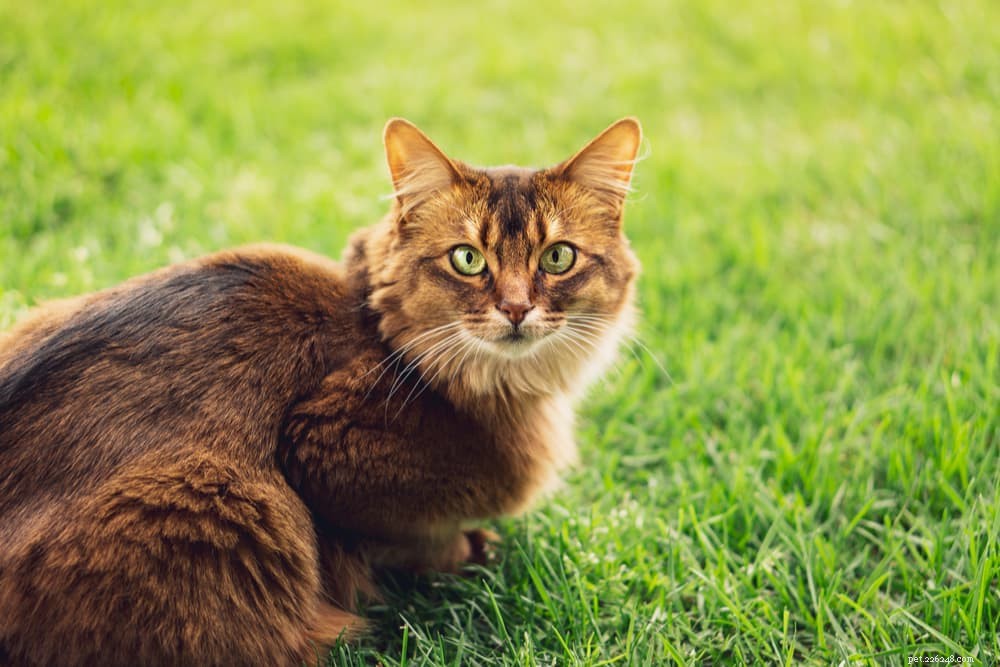 Understanding Cat Head Bobbing: Causes, When to Worry, and Vet Tips
