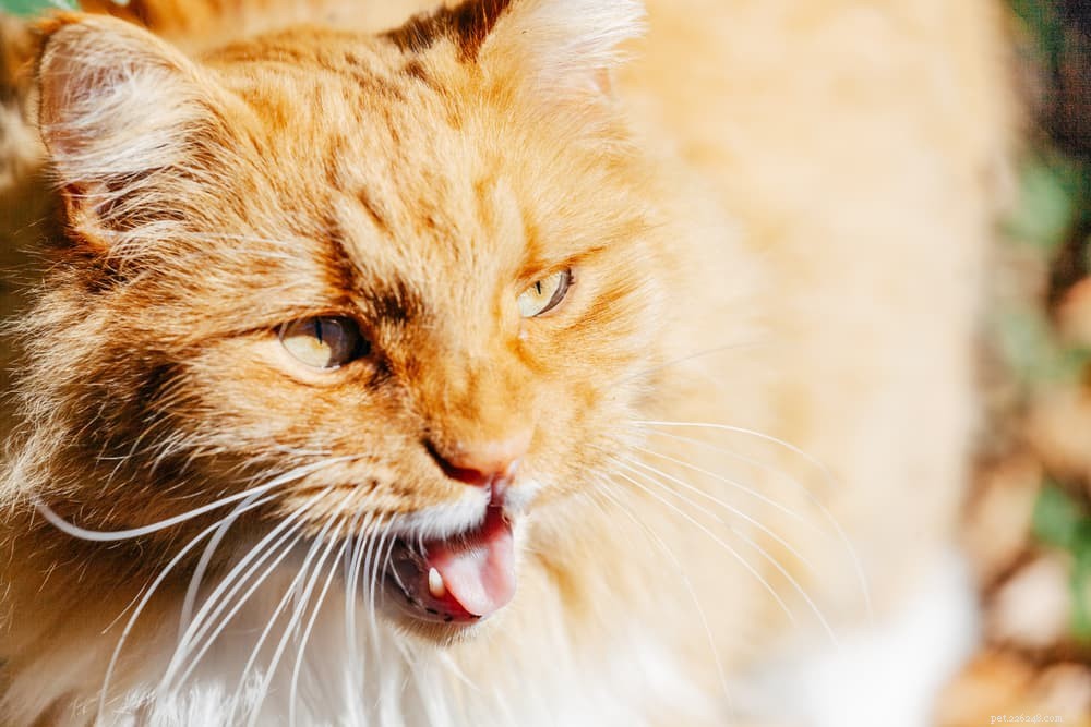 Understanding Cat Head Bobbing: Causes, When to Worry, and Vet Tips