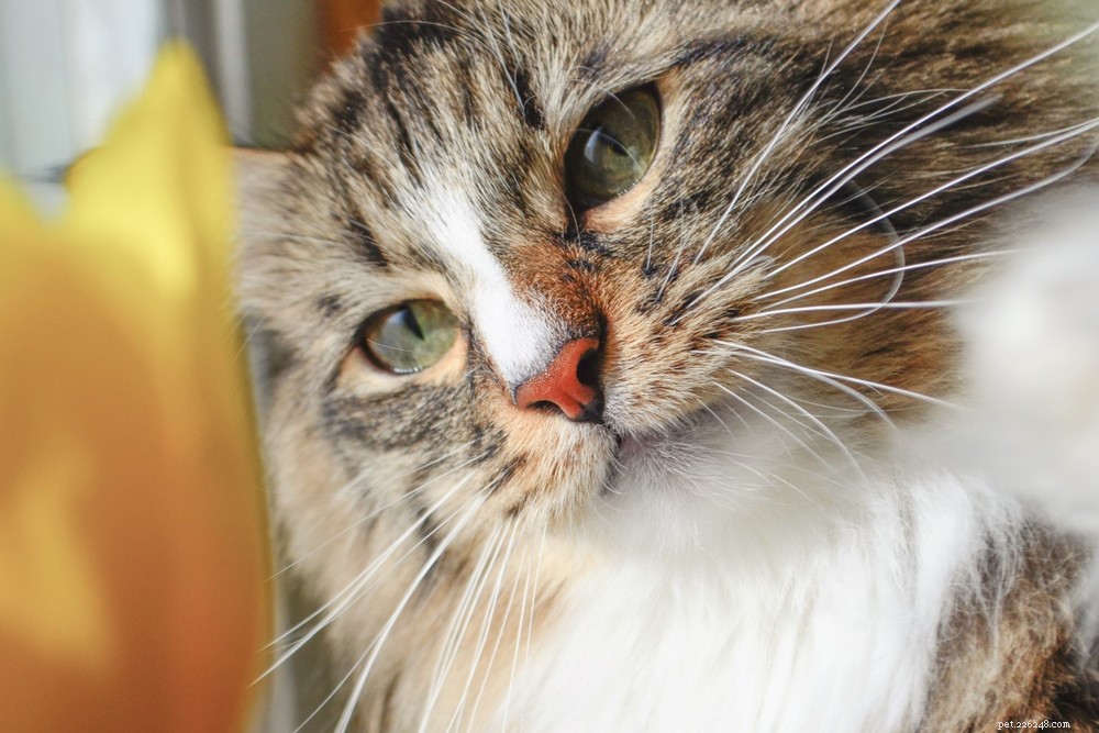 Understanding Cat Head Bobbing: Causes, When to Worry, and Vet Tips
