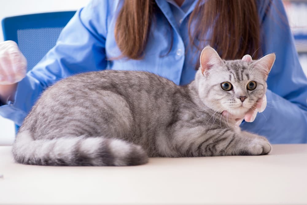 Understanding Cat Head Bobbing: Causes, When to Worry, and Vet Tips