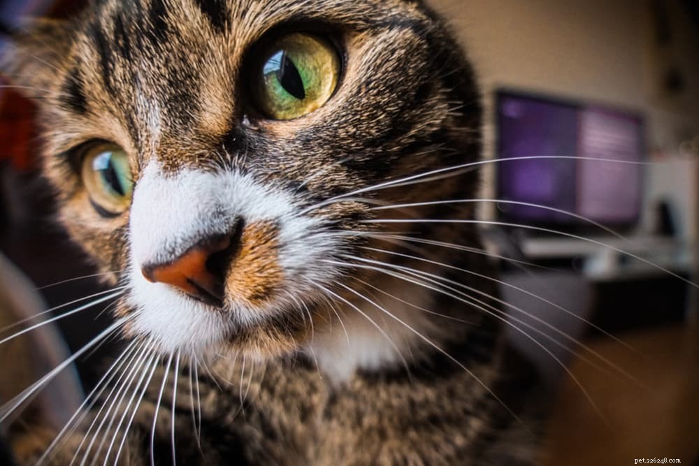 Why Does Your Cat Follow You? 5 Surprising Reasons Explained