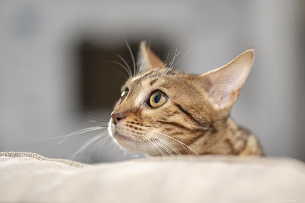 Why Does Your Cat Follow You? 5 Surprising Reasons Explained