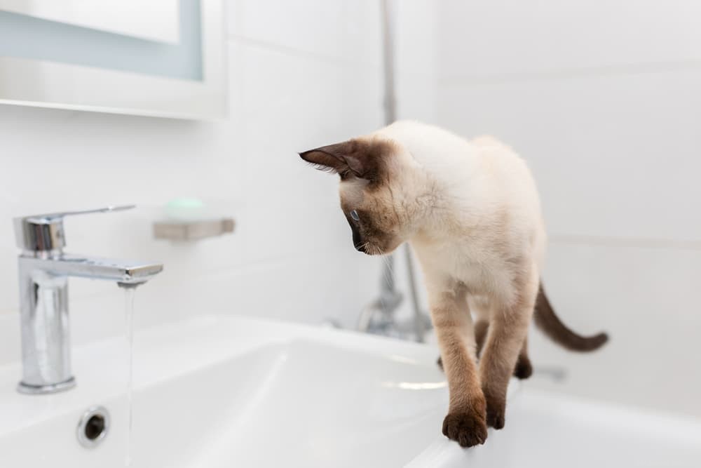 Why Does Your Cat Follow You? 5 Surprising Reasons Explained