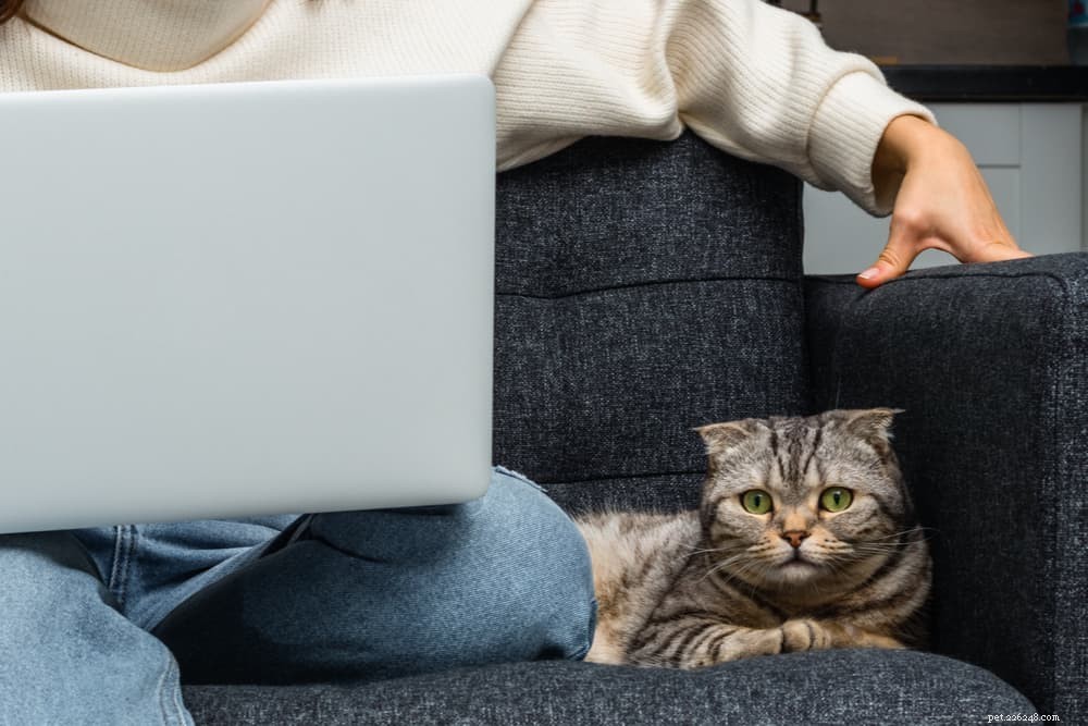 Why Does Your Cat Follow You? 5 Surprising Reasons Explained