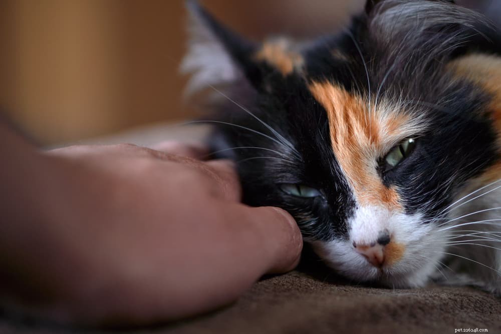 Why Does Your Cat Follow You? 5 Surprising Reasons Explained