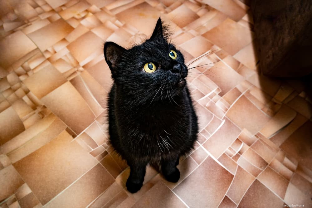 Why Does Your Cat Follow You? 5 Surprising Reasons Explained