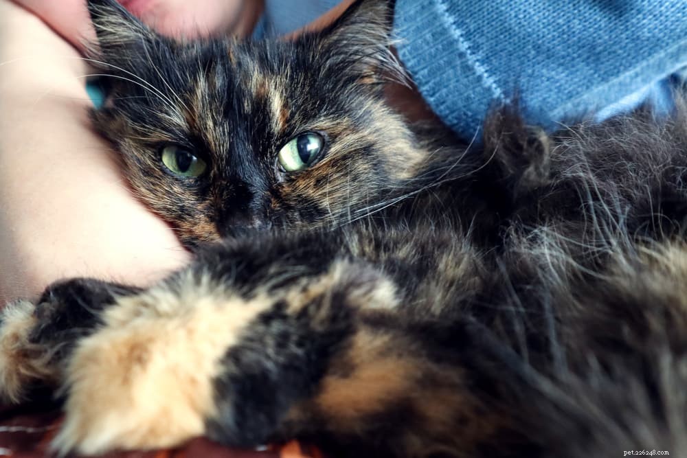Why Does Your Cat Follow You? 5 Surprising Reasons Explained