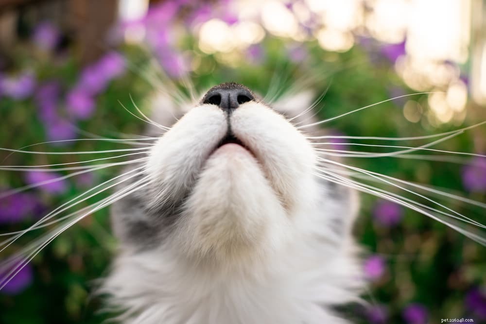 Top Odors That Repel Cats: What Smells They Dislike
