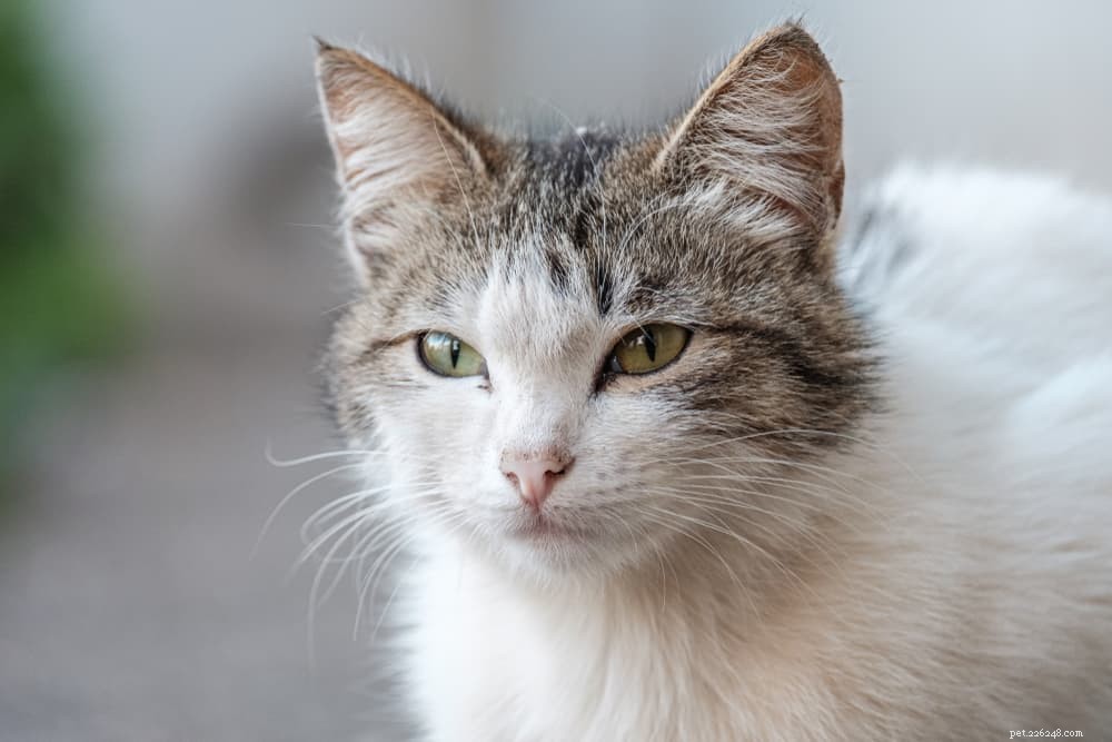 Top Odors That Repel Cats: What Smells They Dislike