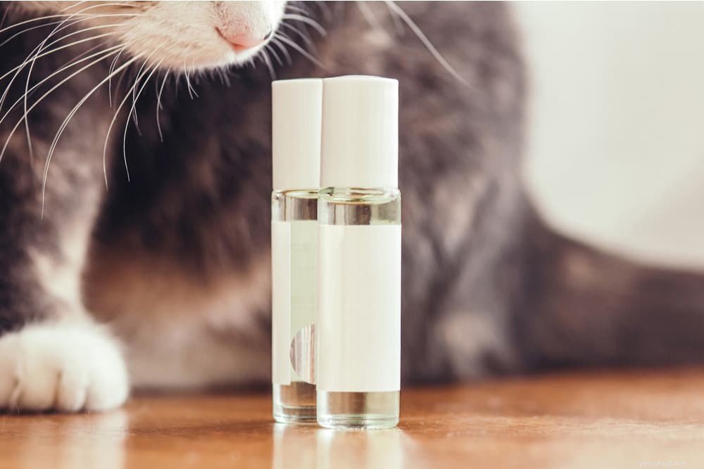Top Odors That Repel Cats: What Smells They Dislike