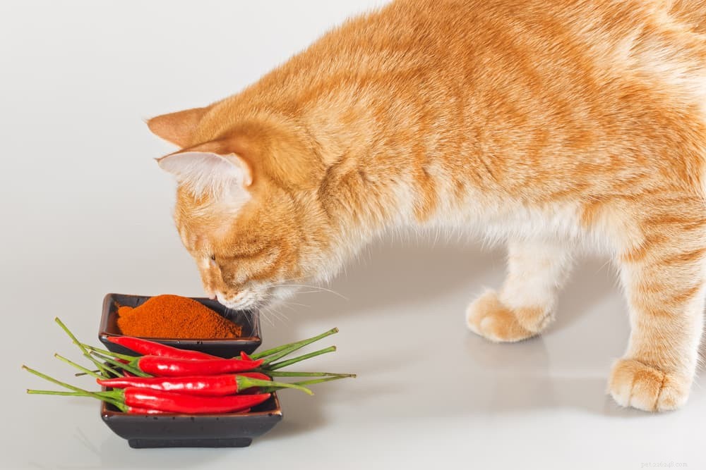 Top Odors That Repel Cats: What Smells They Dislike