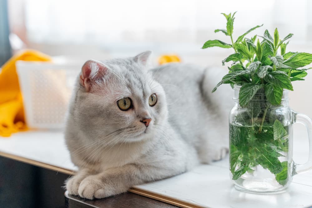 Top Odors That Repel Cats: What Smells They Dislike