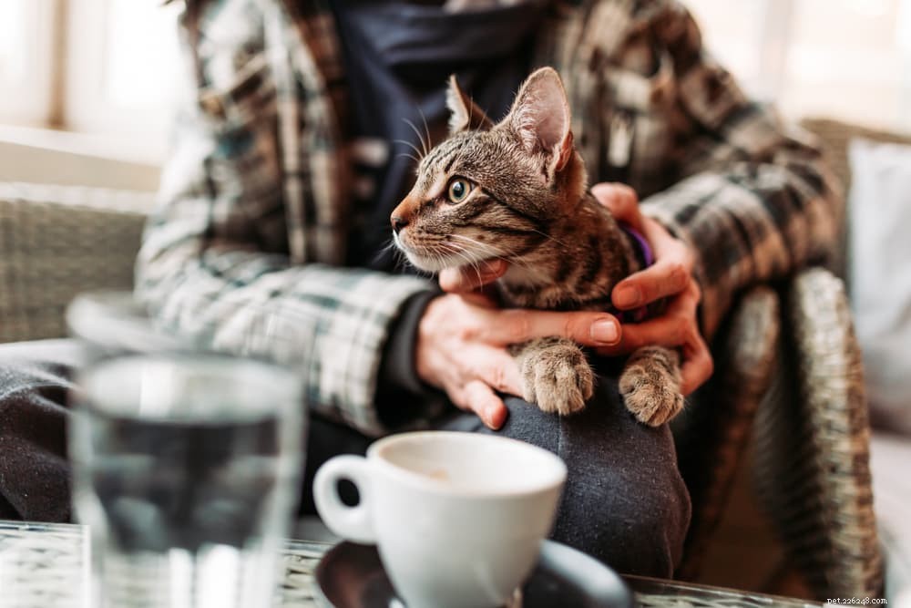 Top Odors That Repel Cats: What Smells They Dislike