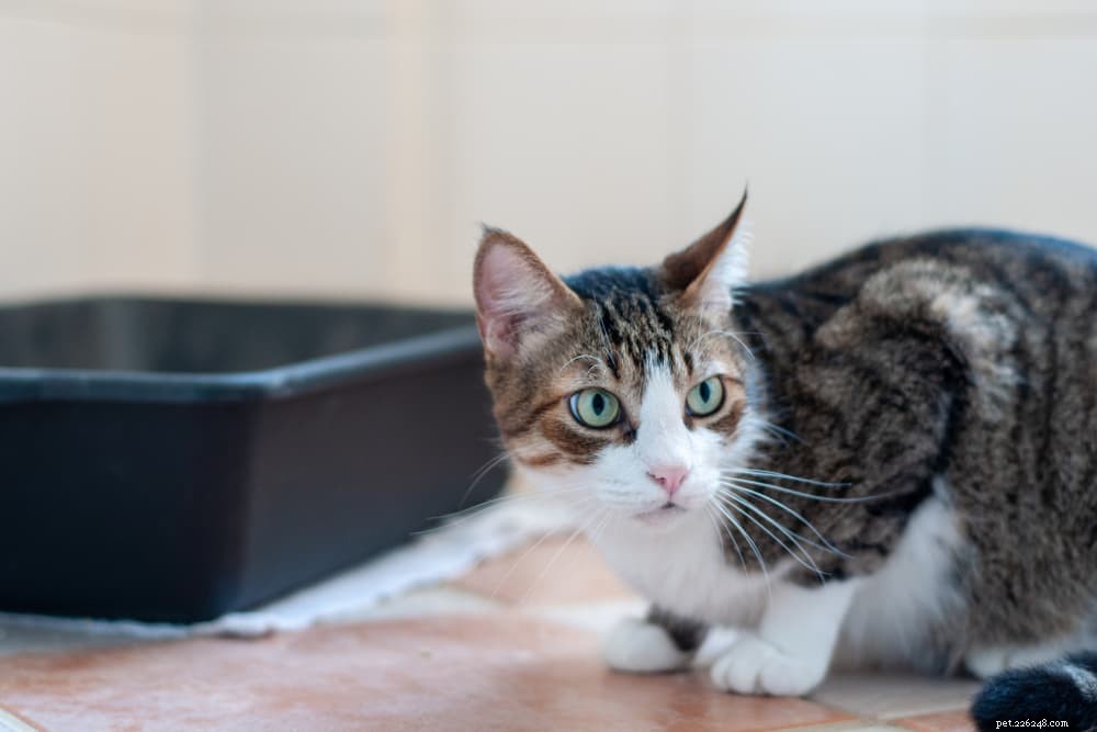 Top Odors That Repel Cats: What Smells They Dislike