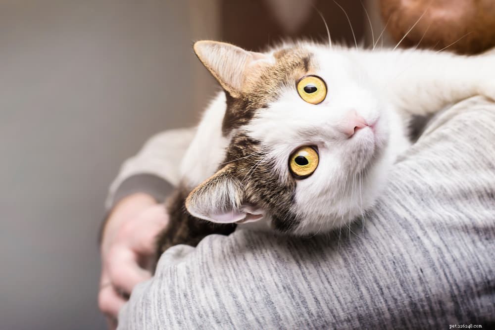 Top Odors That Repel Cats: What Smells They Dislike