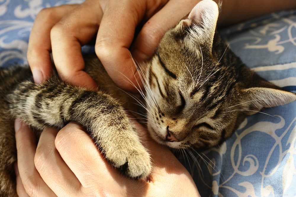 10 Expert Tips to Strengthen the Bond Between Your Child and Their Cat