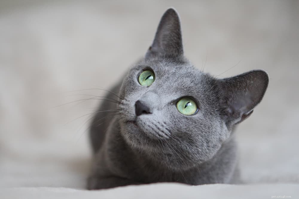 10 Expert Tips to Strengthen the Bond Between Your Child and Their Cat