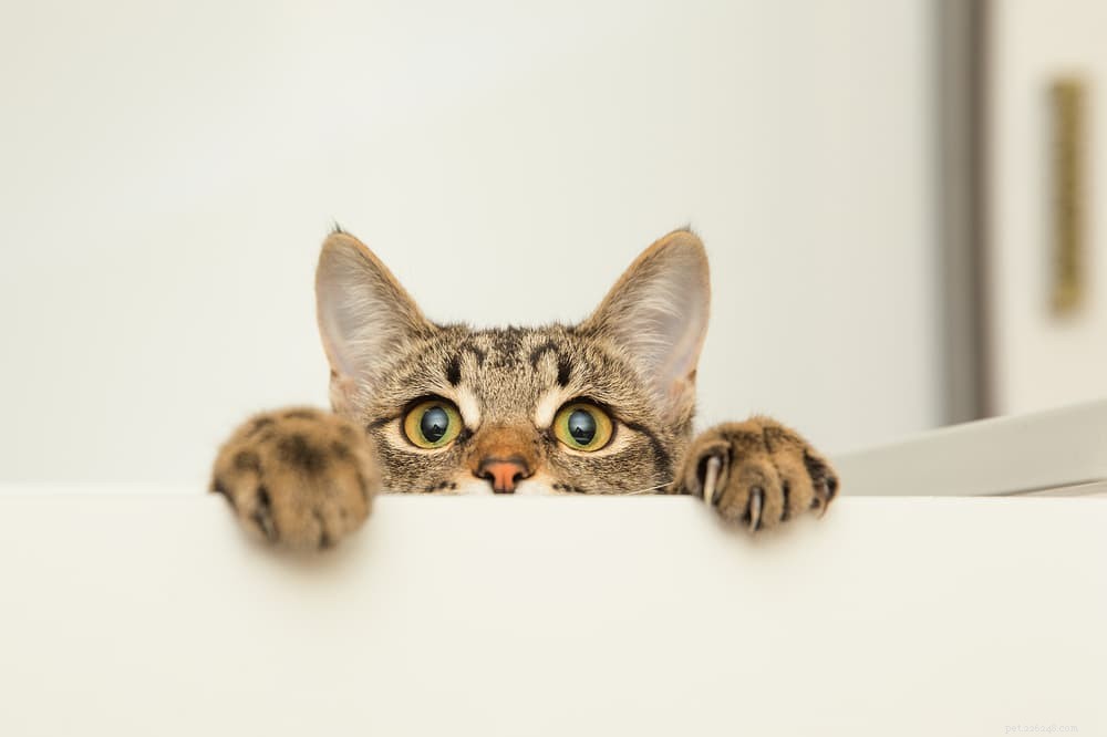 10 Expert Tips to Strengthen the Bond Between Your Child and Their Cat