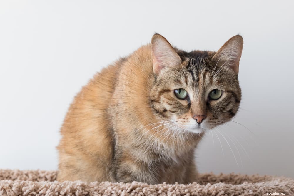 Understanding Cat Crouch: The Hidden Signals Behind Their Relaxed Posture