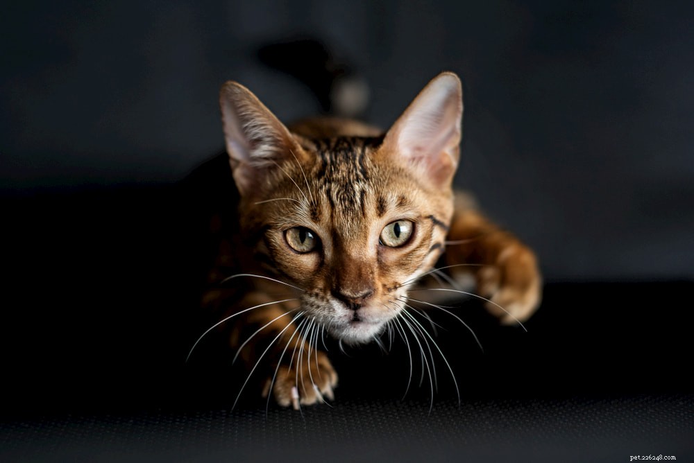 Understanding Why Cats Bite: Causes, Signs, and Prevention