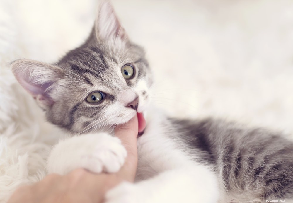 Understanding Why Cats Bite: Causes, Signs, and Prevention