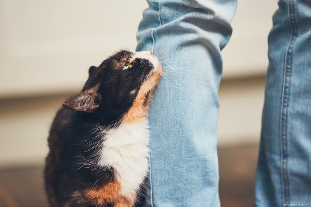 How to Know If Your Cat Loves You: 11 Trusted Indicators