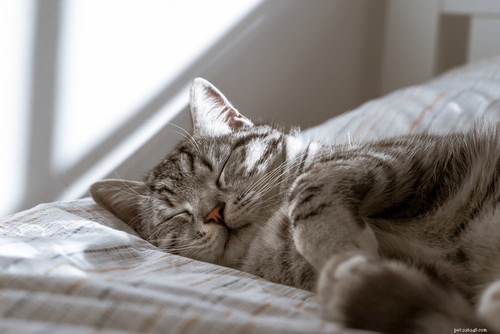 Inside the Cat Brain: 11 Astonishing Facts You Didn t Know