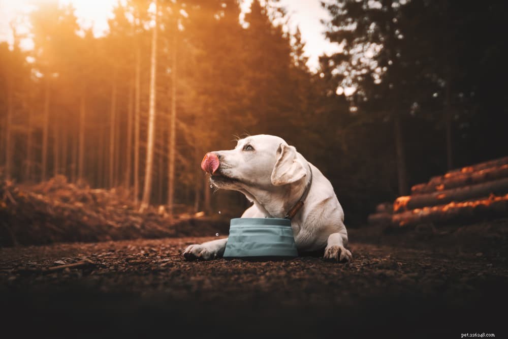 How Much Water Does Your Dog Need? A Guide to Healthy Hydration