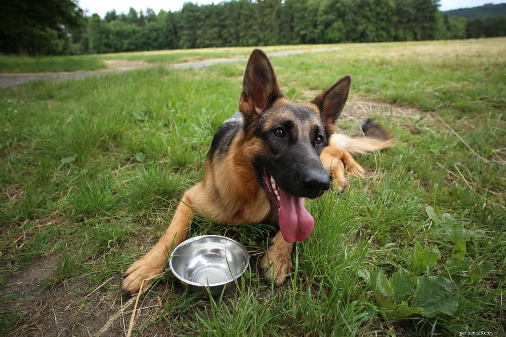 How Much Water Does Your Dog Need? A Guide to Healthy Hydration