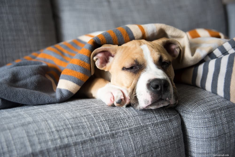 Bland Diet for Dogs: Essential Guide to Healing Digestive Upsets