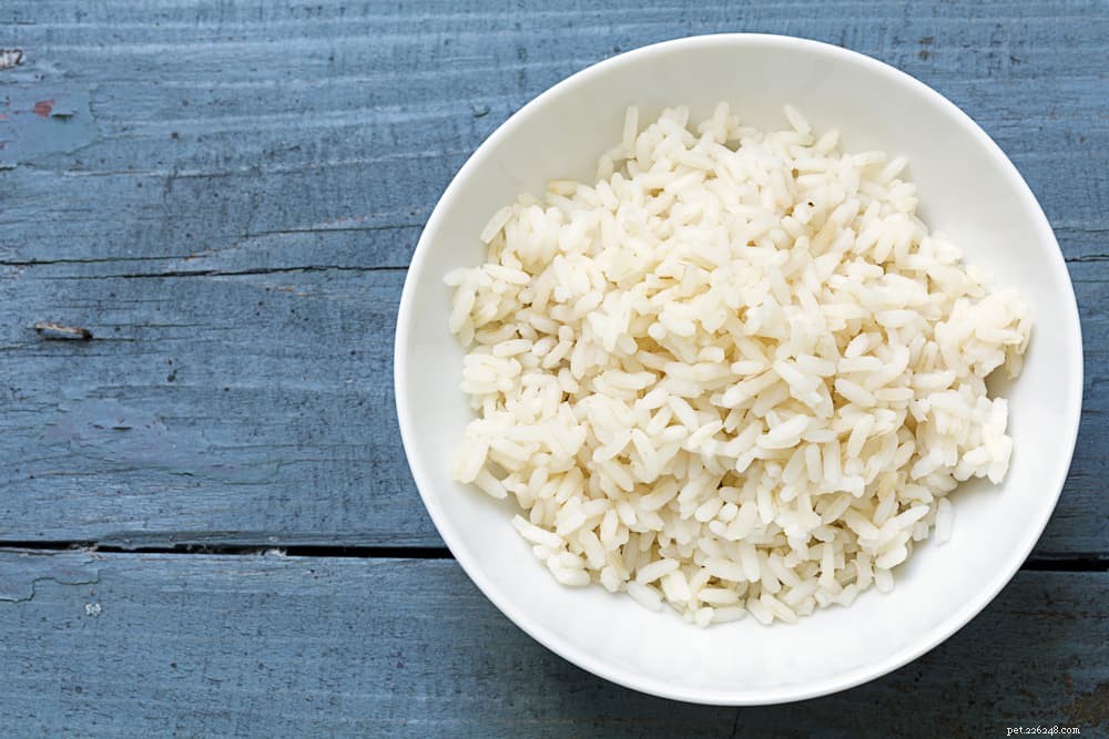 Bland Diet for Dogs: Essential Guide to Healing Digestive Upsets