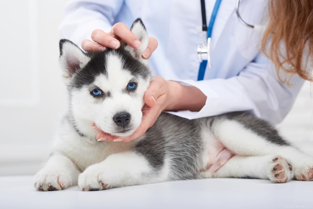 Bland Diet for Dogs: Essential Guide to Healing Digestive Upsets