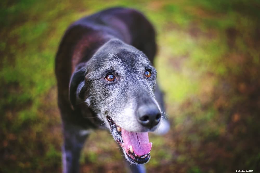 Expert Guide to Switching Your Dog’s Food Safely & Effectively