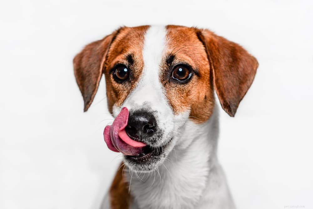 The Ultimate Guide to Protein in Your Dog’s Diet