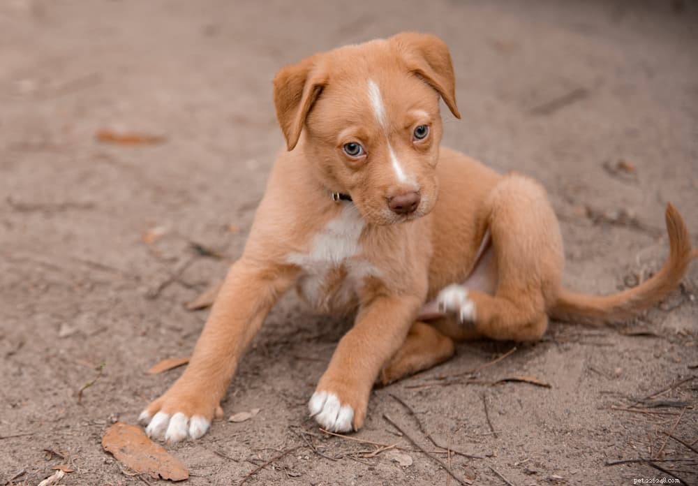 The Ultimate Guide to Protein in Your Dog’s Diet
