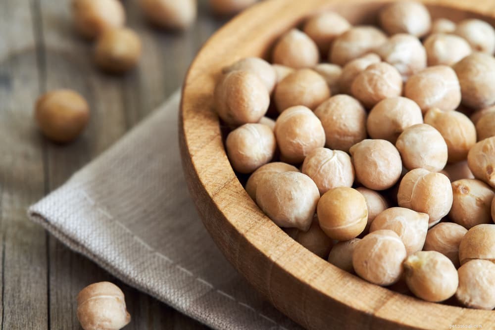 The Ultimate Guide to Protein in Your Dog’s Diet