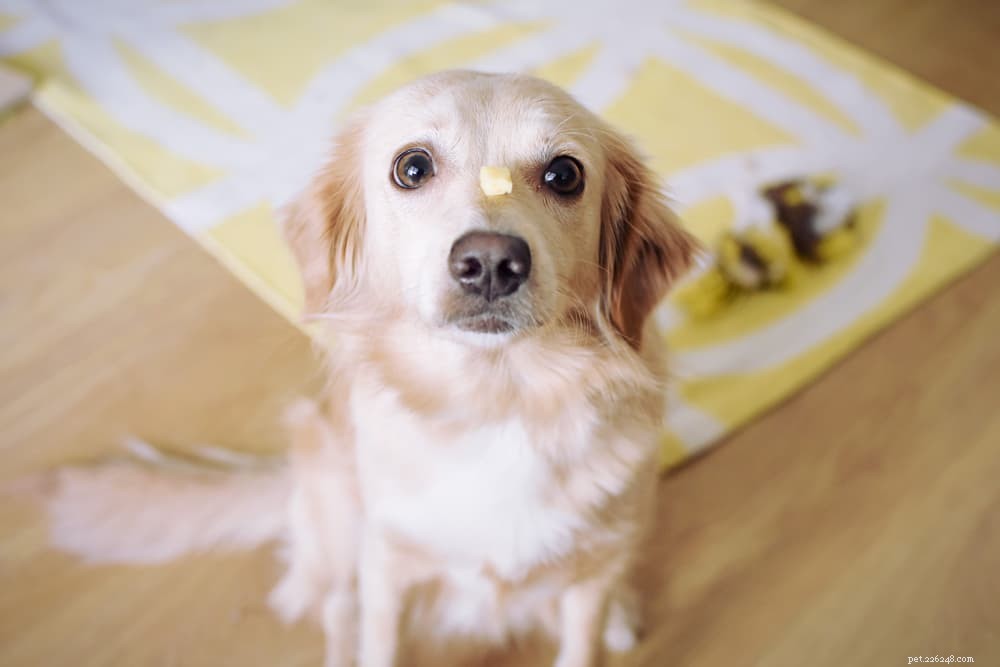 Is Cheese Safe for Dogs? A Guide to Treating Your Pup Responsibly