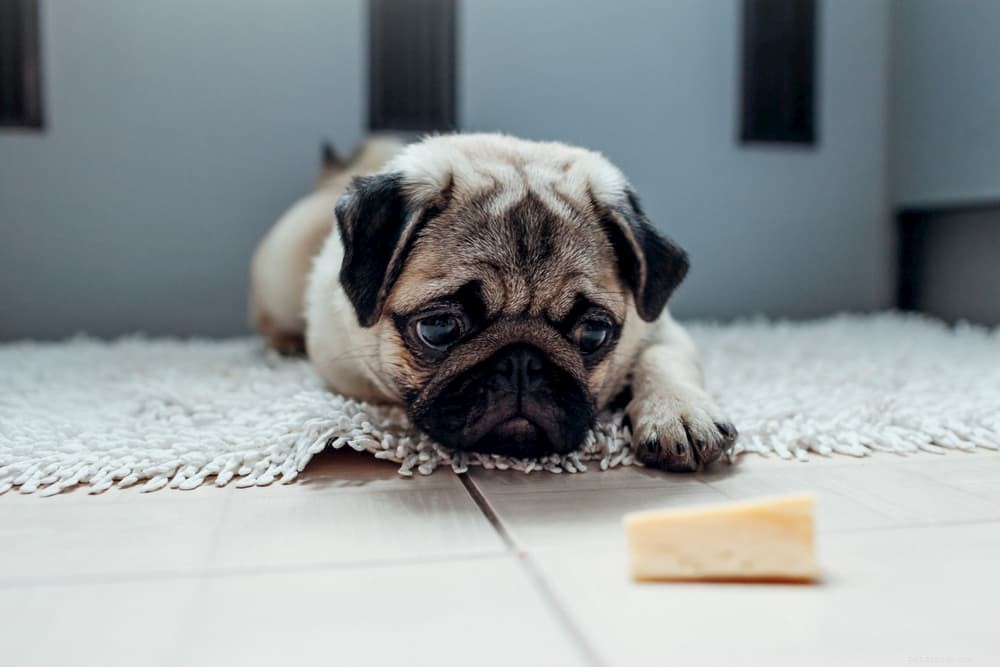 Is Cheese Safe for Dogs? A Guide to Treating Your Pup Responsibly