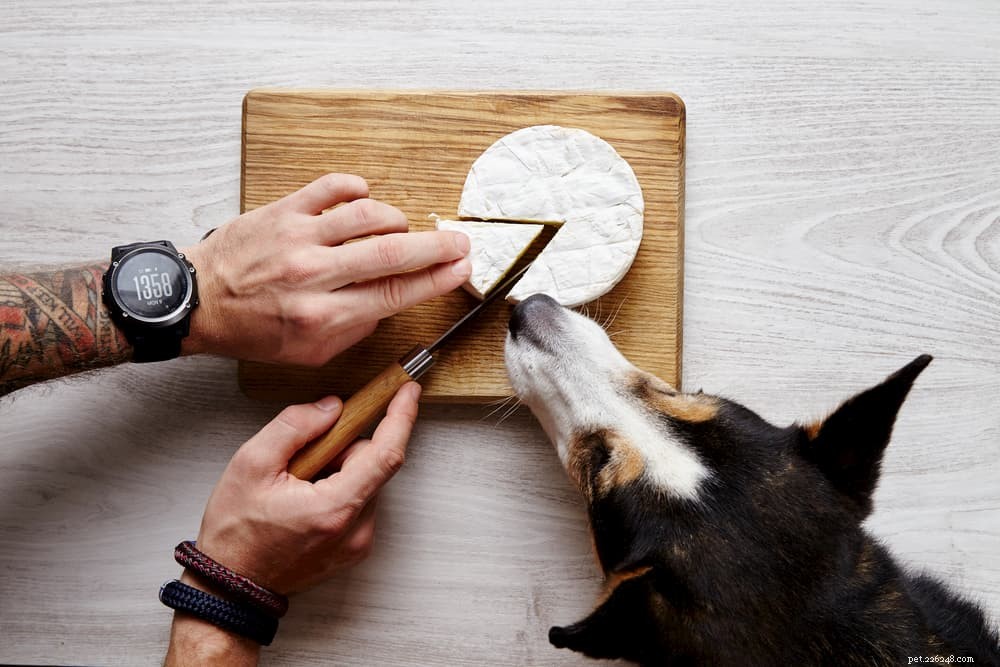 Is Cheese Safe for Dogs? A Guide to Treating Your Pup Responsibly