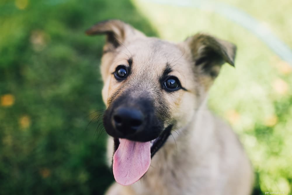 Is Olive Oil Safe for Dogs? Health Benefits & Risks Explained