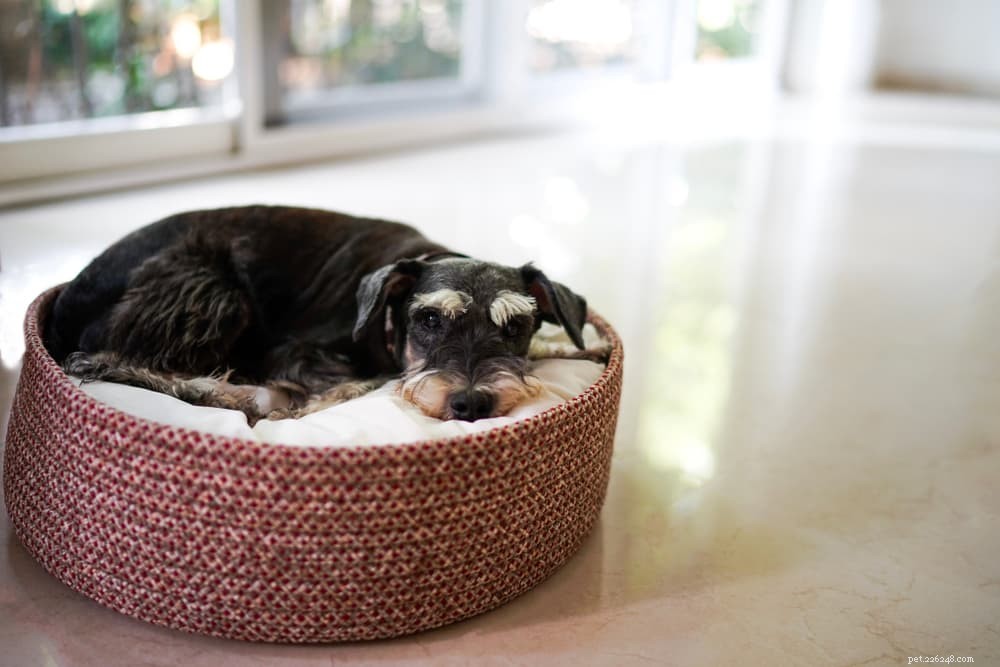 Is Olive Oil Safe for Dogs? Health Benefits & Risks Explained